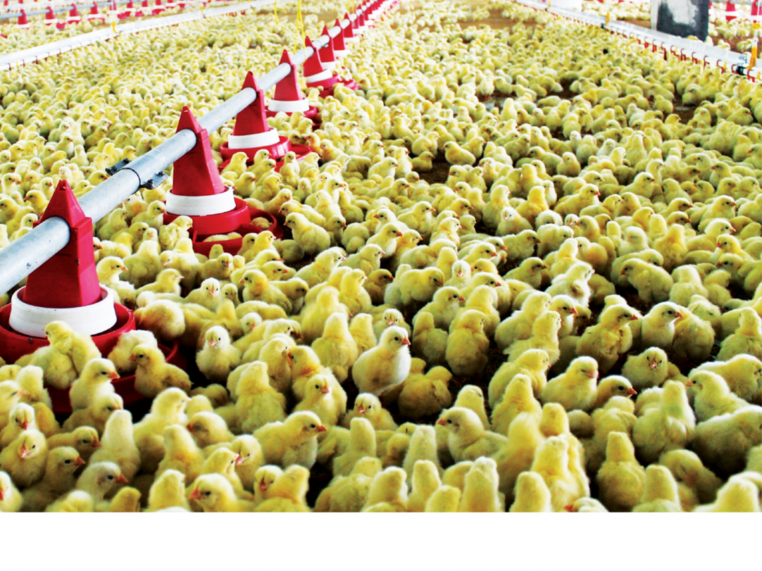 broiler-contract-growing-program-bcgp-development-bank-of-the